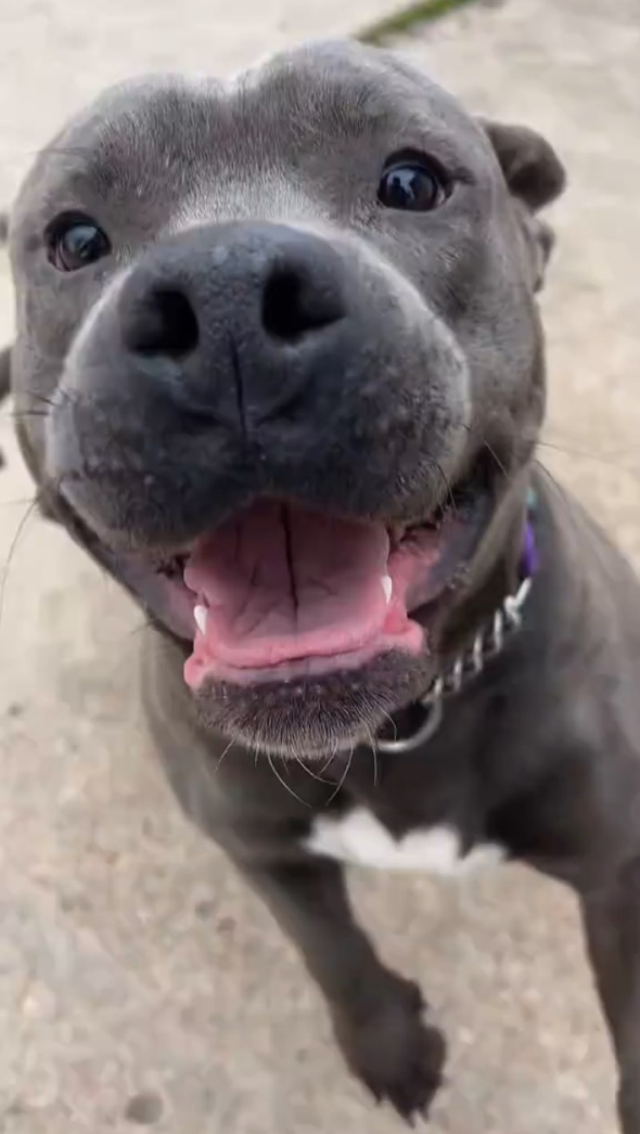 おっとりママとワイルドパパから生まれた子犬