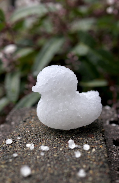 雹（ひょう）を握って作ったアヒル