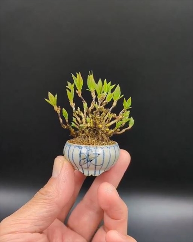 10年経過したヒメウツギ