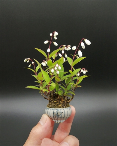 10年経過したヒメウツギ