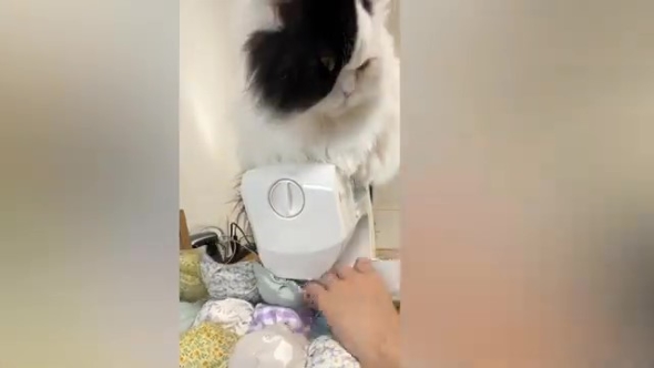 ミシンの上に乗るニャンコ