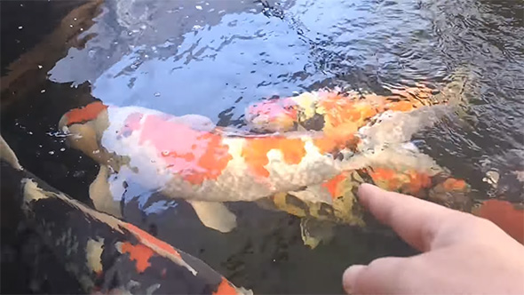 錦鯉を指さす左より