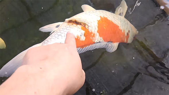 池で浮かぶ錦鯉