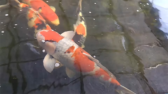 泳ぎはじめた錦鯉