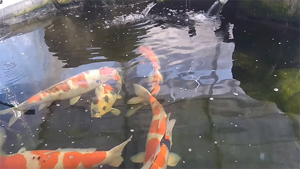 左側の方で泳ぐ錦鯉