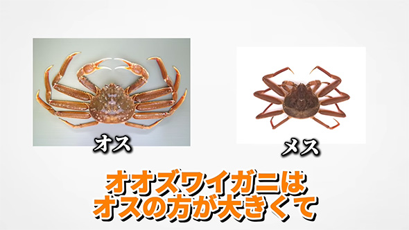 オオズワイガニはオスの