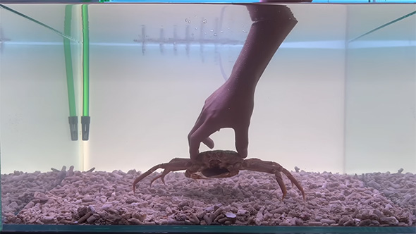 カニを水槽に入れる