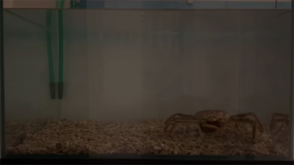 暗い水槽の中のカニ