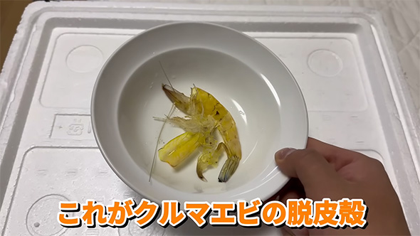 これがクルマエビの脱皮
