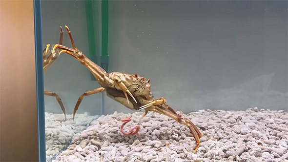 イソメとオオズワイガニ