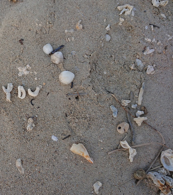 沖縄旅行 見つけた サンゴ文字 メッセージ