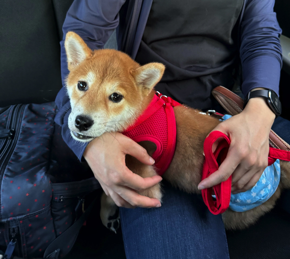 お迎えしたころの柴犬