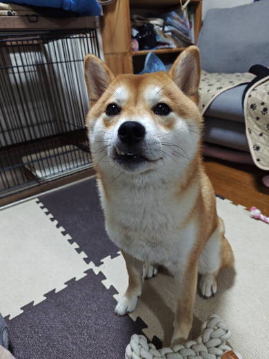 元気に1歳の誕生日を迎えた柴犬