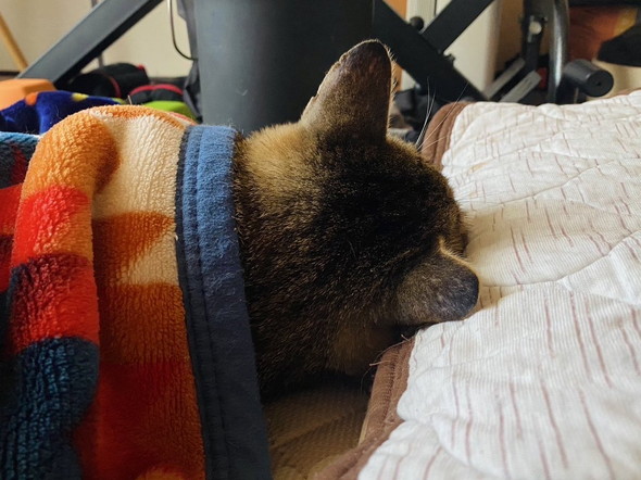 布団で寝る猫ちゃん