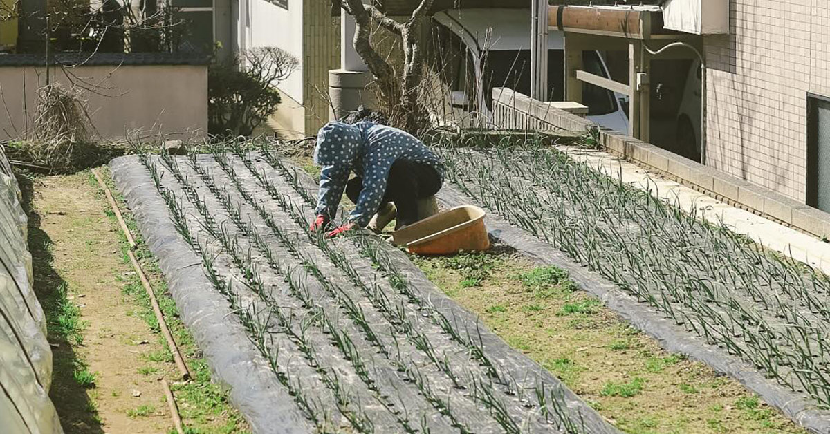 薪ストーブから出た“不要な灰”→隣の夫婦にあげたら……　“まさかの結果”に「こういうのが日本」「まさにわらしべ長者」（1/3） | ライフスタイル ねとらぼ