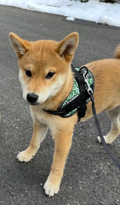 おすすめ