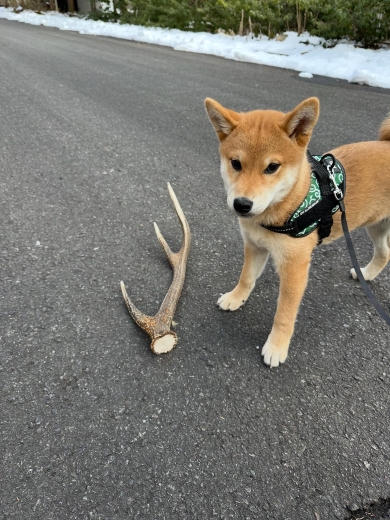 柴犬との散歩中に見つけたもの