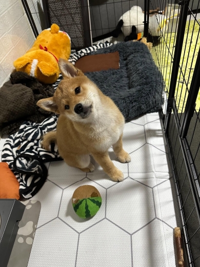 柴犬との散歩中に見つけたもの