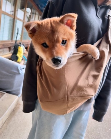 柴犬との散歩中に見つけたもの