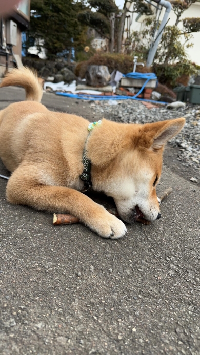 柴犬との散歩中に見つけたもの