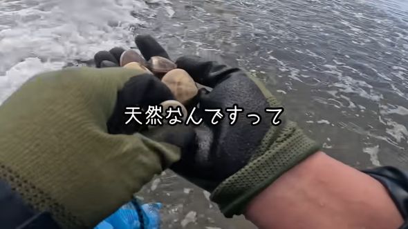 事前に誰かがまいているのではと思うほどに採れる二枚貝