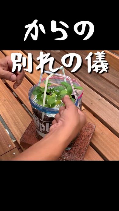 小松菜を間引く作業