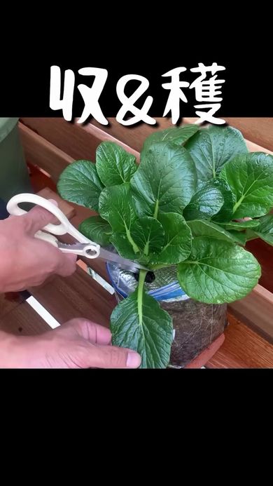 小松菜の葉を収穫