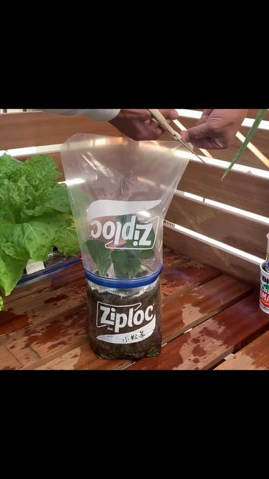 フリーザーバッグを上からかぶせてビニールハウス風に仕上げる