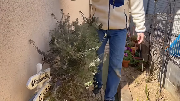 ウエストリンギア