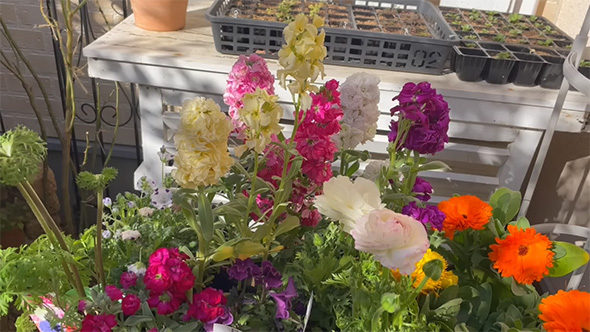 購入してきた苗