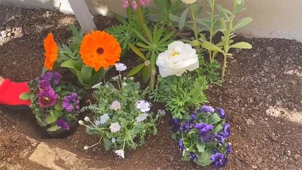 植え付けを行っているところ