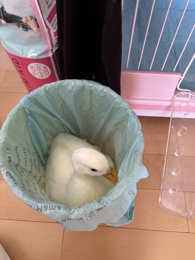 ゴミ箱にすっぽり入っているコールダック