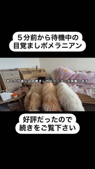飼い主を起こそうと待機中のポメラニアンたち