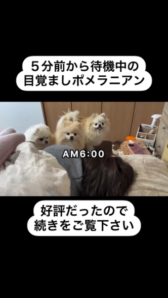 6時になったので早速あみたんさんを起こす3匹