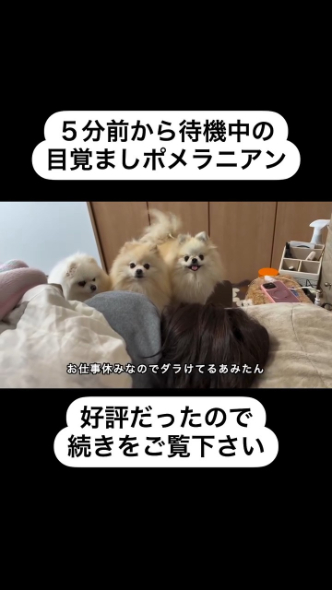 休日なのでもっと寝ていたいあみたんさん