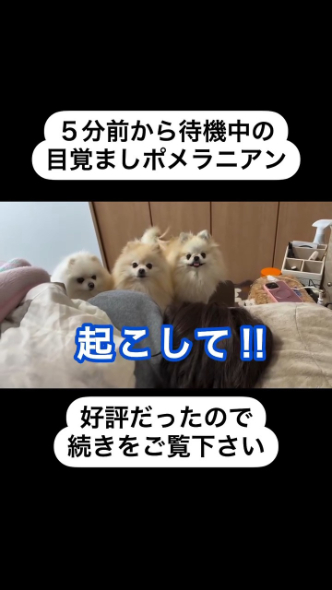 起こしての合図を待っていた3匹