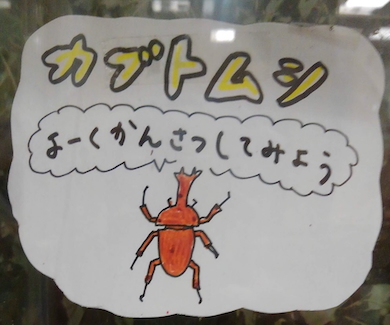 カブトムシの展示コーナー