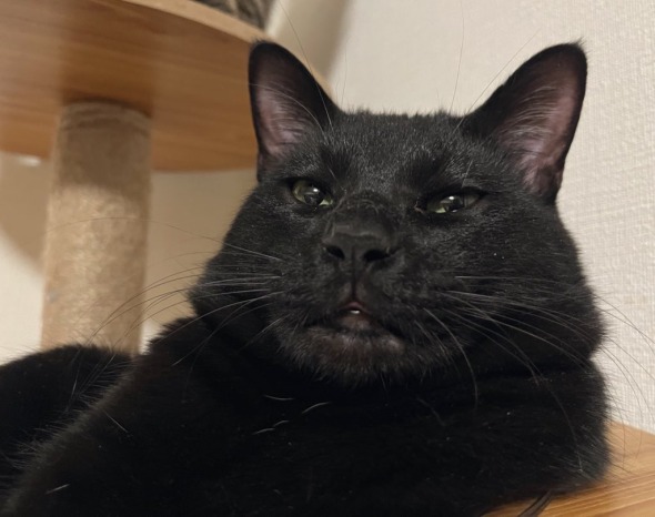 黒猫ちゃんのギャップ