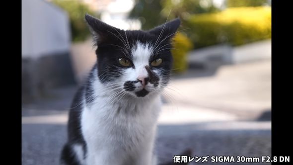 「α5000」清掃後に試し撮りした猫の写真