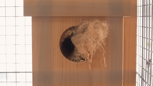 シマリス 巣箱 開けたら 溜め込む 貯食 1キロ 大量