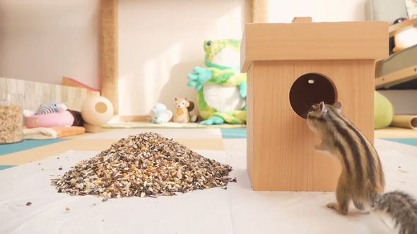 シマリス 巣箱 開けたら 溜め込む 貯食 1キロ 大量