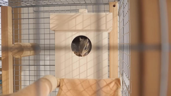 シマリス 巣箱 開けたら 溜め込む 貯食 1キロ 大量