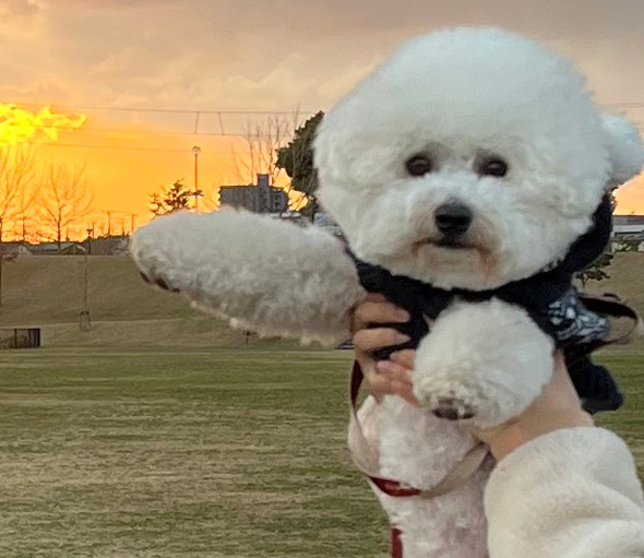 コラ画像みたい 犬 ワンコ 抱っこ 合成風 写真 爆発