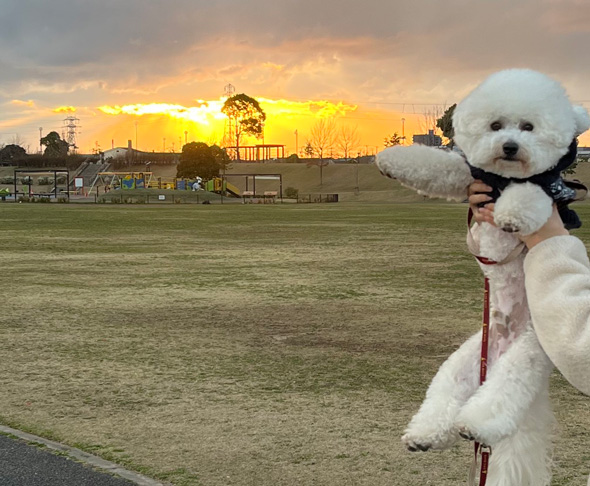 コラ画像みたい 犬 ワンコ 抱っこ 合成風 写真 爆発
