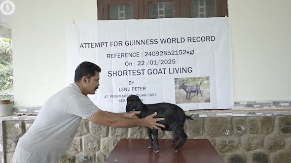 世界一小さいヤギ「カルンビ」