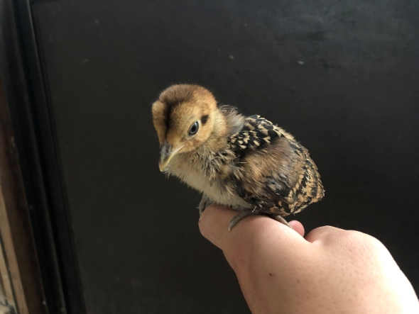 ギンケイの成長過程