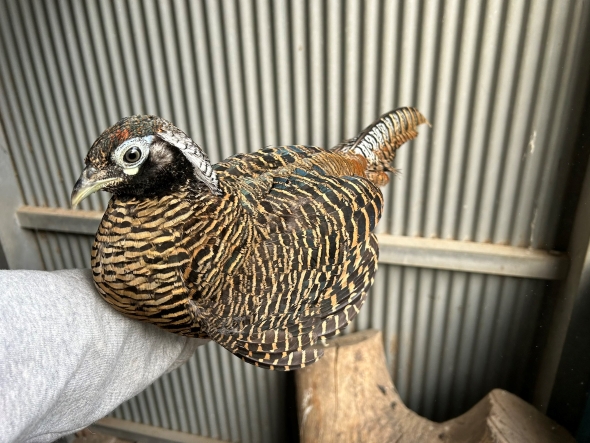 ギンケイの成長過程