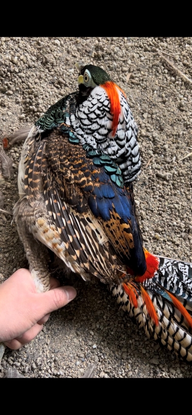 ギンケイの成長過程