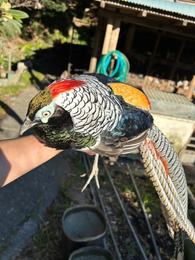 ギンケイの成長過程