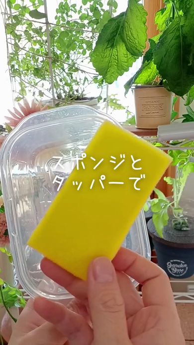 スポンジとプラスチック製の食品保存容器